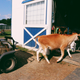 Illustration for article titled Impressions of Crouton, a Moderately Famous Internet Cow